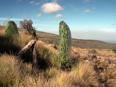 01C Lobelia Telekii Tall Wild Plant On The Trail To Shipton Camp On The Mount Kenya Trek October 2000